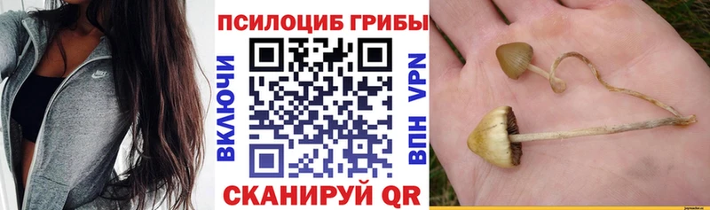 Псилоцибиновые грибы Psilocybe  Снежногорск 